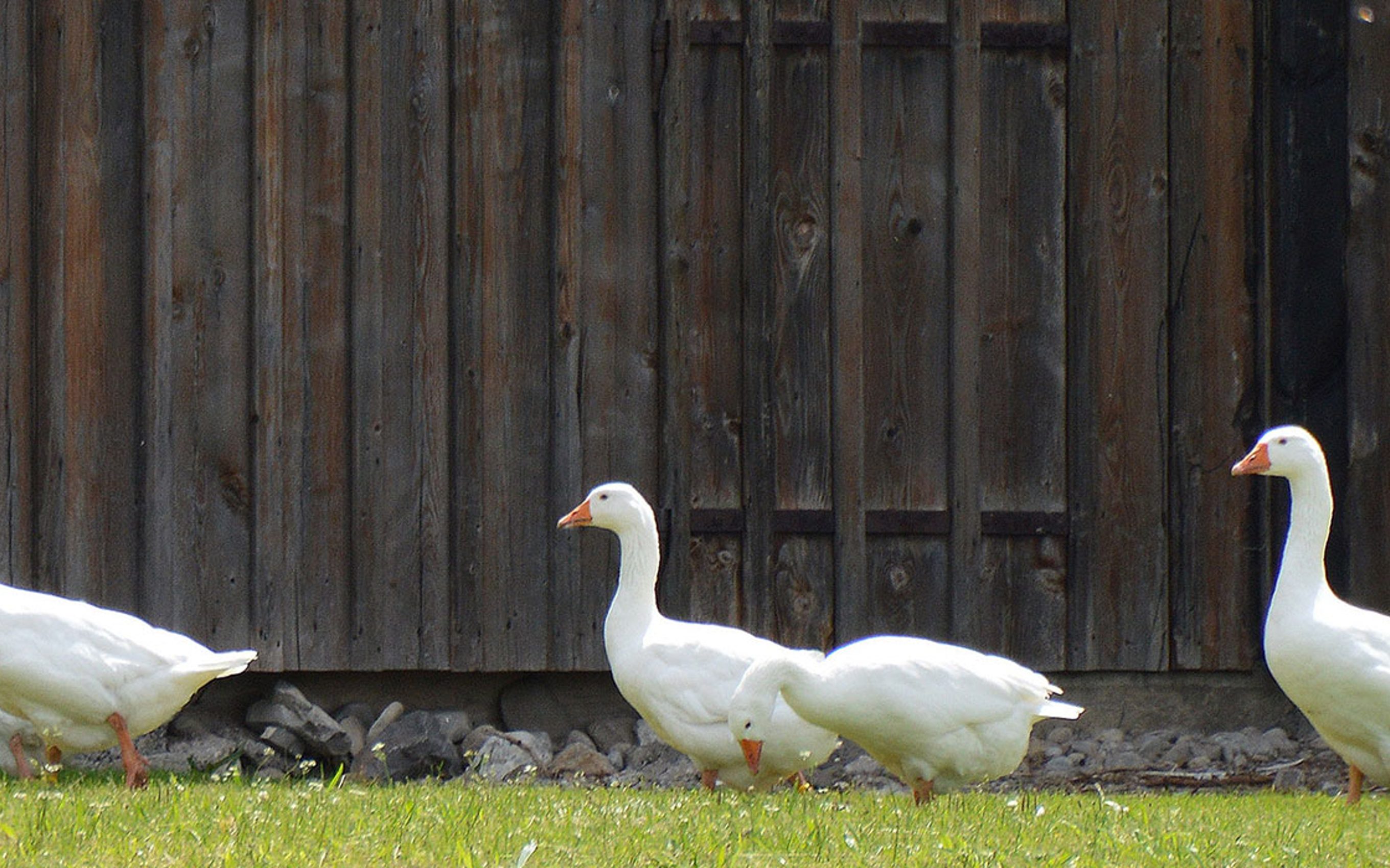 Będę deklinował obce nazwy i co mi możecie zrobić!